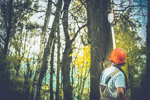 Best Storm Damage Tree Cleanup  in Cumberland Hill, RI